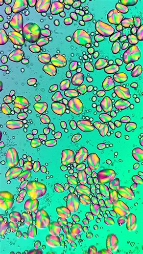 Potato Under a Microscope Reveals Rainbows