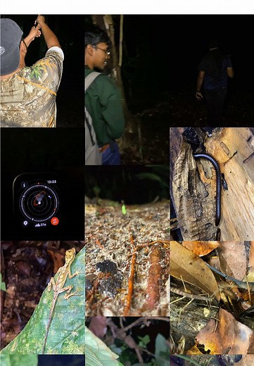 🌕🌲 Halloween night adventure gone wild! 👻✨ Carried my team deep into the forest under the moonlight 🌝 — in search of creepy crawlies 🕷️🦂. Sounds like a recipe for disaster, right? 😅 But totally worth it! 💪 From giant millipedes 🪱 to sneaky wasps 🐝, scuttling scorpions 🦂 and hairy spiders 🕸️— nature gave us the ultimate Halloween show! 🌳🔥 🎶 Music credit: All rights belong to the respective owners. No copyright infringement intended. 🙏 #HalloweenInTheWild #ForestAdventures #CreepyC