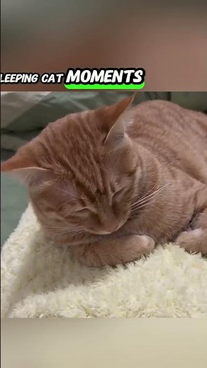 Sleepy cat moment that melts your heart instantly 🐾