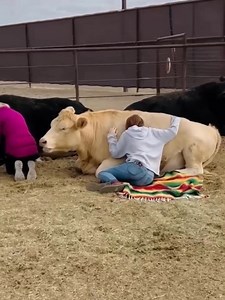 Cow cuddling, also known as bovine-assisted therapy, is a practice that may have a number of benefits, including: Reduced stress The gentle interaction with cows releases oxytocin, a hormone that can reduce stress and promote feelings of happiness. Improved mindfulness The calm demeanor of cows can help people focus on the present moment and let go of distractions. Emotional support Cows can provide a non-judgmental and comforting presence for people dealing with mental health challenges or emot