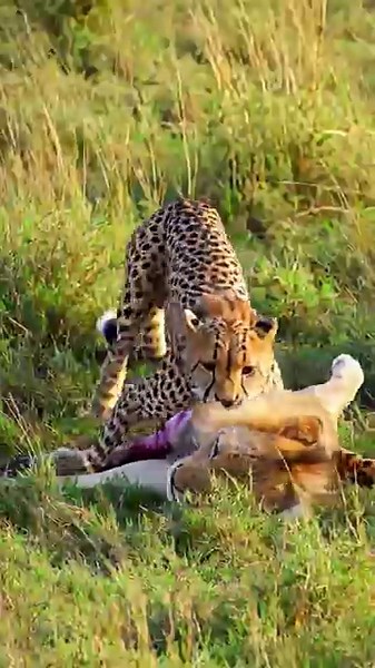 UNBELIEVEBLE‼️BRUTAL ATTACK CHEETAH AGAINS LION #wildlife #predatorvsprey #animals #wildanimals