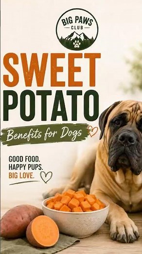 🍠 Sweet Potato Benefits for Dogs | A Healthy Treat for Big Dogs 🐶