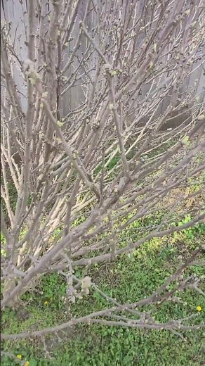 The Sugar Tip Rose Of Sharon Is Getting Leaves