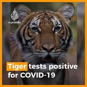 A tiger at the Bronx Zoo in New York has tested positive for coronavirus - the first known case of human-to-animal transmission in the US. | Al Jazeera English