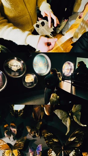 bfz FakS Bamberg on Instagram: "Tagsüber im Museum: Die FakS 1 erkundet das Naturkundemuseum in Bamberg im Rahmen von KuWePäd und erforscht und zeichnet die musealen Artefakte."