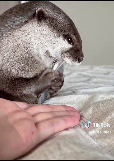 カワウソコタローとハナのかわいい動画！