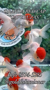 🔥ORANDA RED CAP🔥 #goldfish #goldfishkeeper #oranda #ranchu #ranchugoldfish #goldfishworld #fishofinstagram #telescopegoldfish #aquariumsdaily #fishtanksofinstagram #japanesetattoo #goldfishofinstagram #goldfishjunkie #fish #fishofinstagram #goldfishtank #goldfishaddict #fancygoldfish #fancygoldfishkeeper #koi #nishikigoi #fishpond #fishporn #aquarium #aquascape #fishcommunity #fishfarm #costarica 🇨🇷😎💪🏽 @ Goldfish Union Costa Rica | Goldfish Union Costa Rica