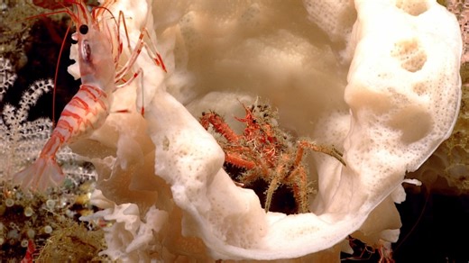 26K views · 688 reactions | Much like trees in a forest provide...