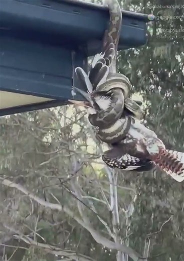 Wild Carpet Python vs Kookaburra (July 2026) Australia