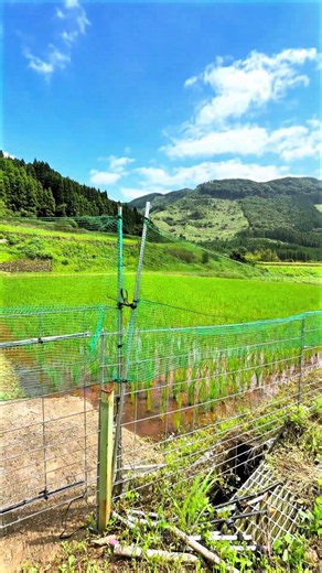 Rural scenery of the Japanese village forest: Ariki in Furusato, Minamata, Kumamoto #countrybeauty