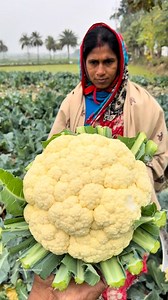 Masterful Cauliflower Harvesting Skill! 😲 #viral #foryou | Global collection