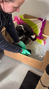Our vet nurse, Emma, has been checking over Ruby’s kittens this morning 🥺 They are panting a lot & have chronic diarrhea! We will be doing more investigating & keeping a very close eye on them over the coming days! This is why your support is needed! With so many kittens, each one is so precious & needs a lot more time & attention to make sure they are as strong & healthy as they can be 🐾 | Rain Rescue