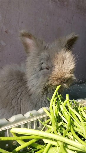 #rabbit #animal #bunny #cute #viral