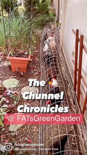 The Chicken Chronicles @fatsgreengarden 🐔 | Fatsgreengarden