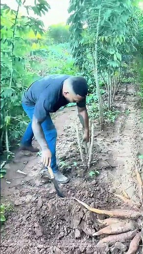 Unearthing Roots: How Cassava Harvesting Feeds Communities