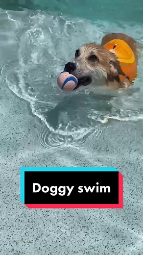 Shoutout to our amazing doggy swim instructor Kelsey!! 🏊‍♀️ #swim #dogswimming #swimmingdog #corgi #swimingpool