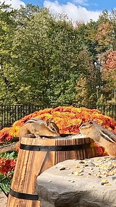 Chipmunks playing 🐿️ #chipmunks #wildlife #nature #chipmunk #playing | BirdYardigans