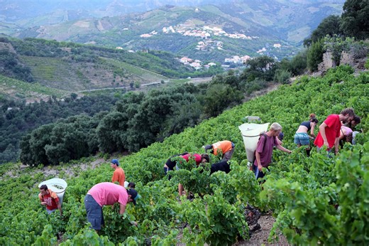 Vignoble en sursis, coopérative en crise : quel avenir pour le Collioure et le Banyuls ?