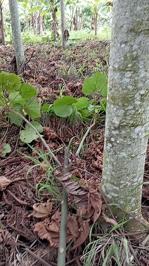 Exploring Forest Floor Ecosystems: Tree Trunks and Plants