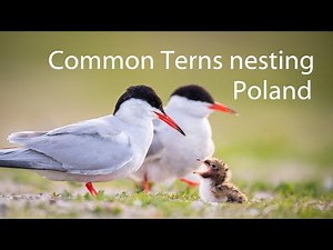 Common Tern nesting. Poland