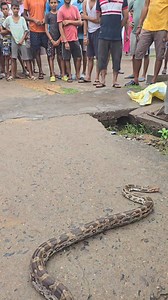 90K views · 323 reactions | Big Snake Entered the Colony  अजगर सांप जंगल से आया #python #shorts #bigsnake #reelsfb #virals #fbreelsvideo #viralvideo #nature #wildlife #reels | Sarp Rakshak Sandeep Joshi | Facebook