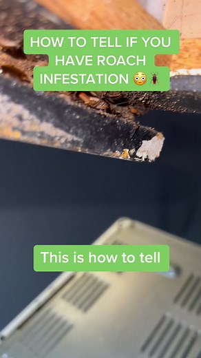 Keep your home clean and check for signs of a German Roach infestation – 25 or more roaches can quickly turn into a major problem, with just one turning into as many as 300,000 in a year. Prevention is key! #germanroach #infestation #cleaning #prevention #home #domesticpestcontrol #kopexpest
