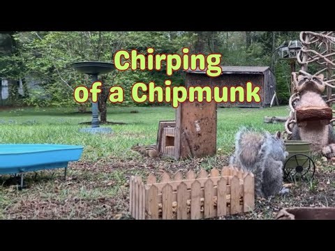 The Sound of a Chipmunk Chirping