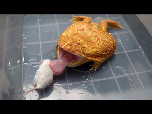 Pacman frog eats adult mice! slow motion reply 180 fps LIVE FEEDING WARNING!!