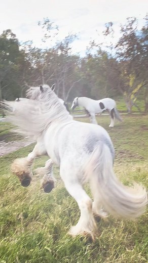 Los caballos Gypsy Vanner, también conocidos como Gypsy Cob, son una raza de caballos caracterizada por su apariencia distintiva y su historia cultural. Originalmente criados por la comunidad gitana en el Reino Unido, estos caballos eran utilizados para tirar de caravanas y carros, lo que contribuyó a su estructura robusta y su pelaje llamativo. Los Gypsy Vanners son conocidos por su melena y cola abundantes, su cuerpo compacto pero musculoso, y su temperamento amigable. Se han vuelto populares 