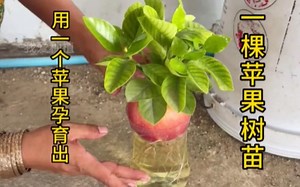 教你如何培育苹果树苗