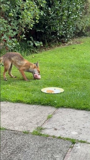 Fox Stuffs All Food Into One Mouthful