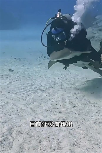 号称海洋小狗的柠檬鲨，对人类有多温顺？ | 增强知识3