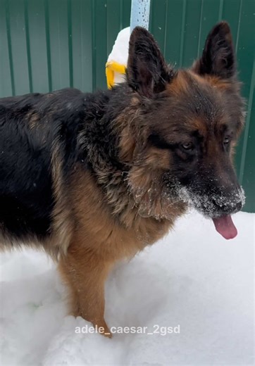 Смешные моменты с собаками на снегу