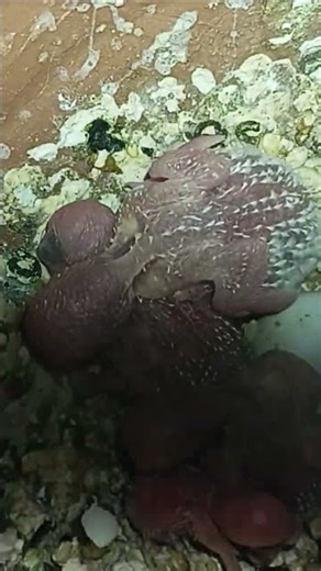 dosto Khatam ho gaya calender #funny #parrot #comedy #greenparrot #birds