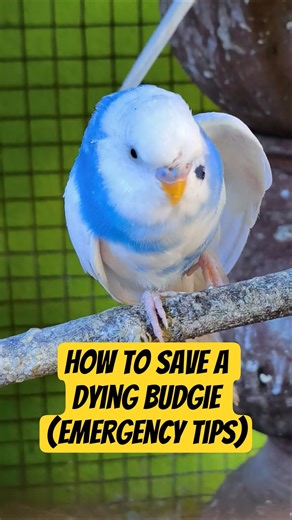 How to Save a Dying Budgie (Emergency Tips) | CBW Amusement