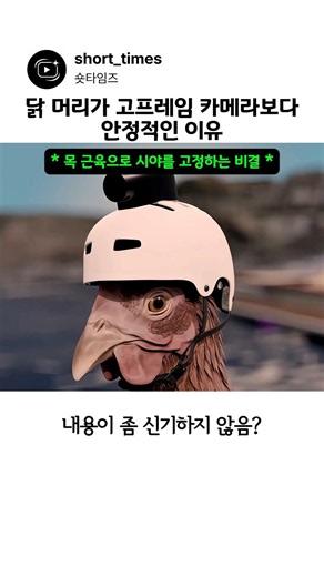 닭 머리가 고프레임 카메라보다 안정적인 이유