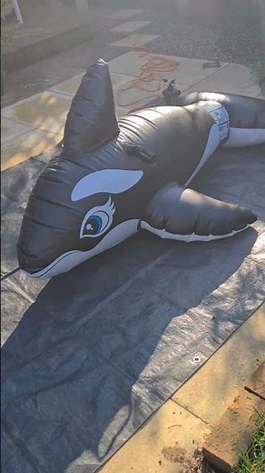 Intex whale inflatable! March 2026.