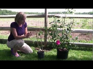 Clematis Trellis Vine Care: How To Grow The Clematis Flower