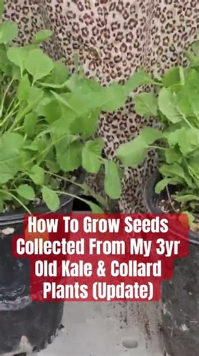 Grow Seeds From My 3yr Old Kale & Collard Plants #Shorts #ShortVideo #Garden #Gardening #Farming ￼