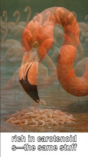 Shrimp Diet Makes Flamingos Pink! 🦩