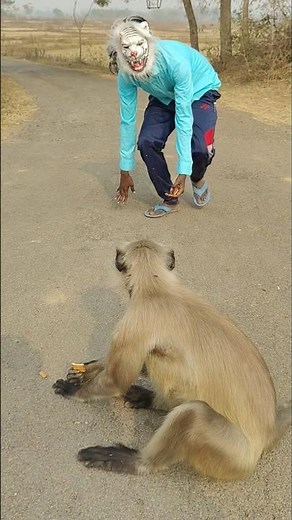 Monkey Sitting on the Road, I Approached Wearing an Animal Mask 😱 #monkey #animals