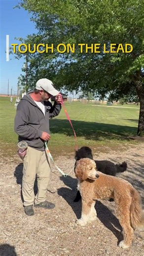 Dogs Lose Focus Around Squirrels? Fix It With This Simple Drill
