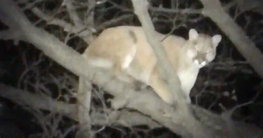 Mountain lions are returning to Kansas. Here's how to tell if one has passed through your area