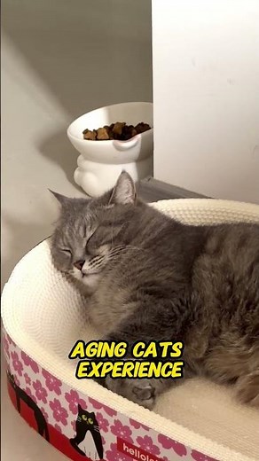 Why Older Cats Sleep More | Understanding Senior Cat Behavior