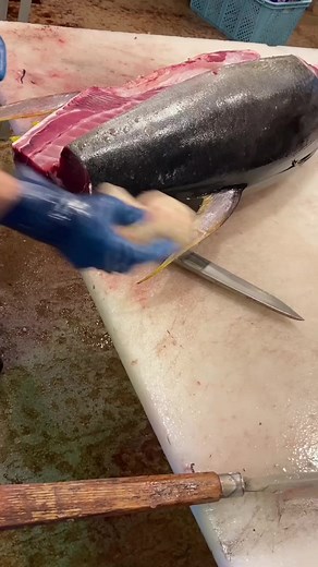 Expert Fish Butchering Techniques for Large Tuna
