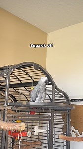 Gizmo: “Keep it grey”Everyone else: “But—”Gizmo: “Squawk off” #funnyparrot #talkingparrot #parrot | Gizmo the Grey Bird