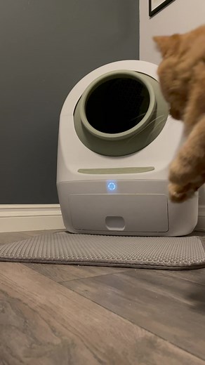 Leo’s Loo Too by Smarty Pear is the best smart litter box to automatically clean all of the junk #leoslootoo #smartypear #smartlitterbox #dancingcat #catsofig | Javie and Mr. Kermit