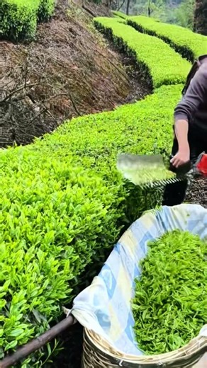 봄철 차밭 채차 바쁘다! 기계로 신차 선엽 수확 #차채취 #차밭관리 #봄차시즌