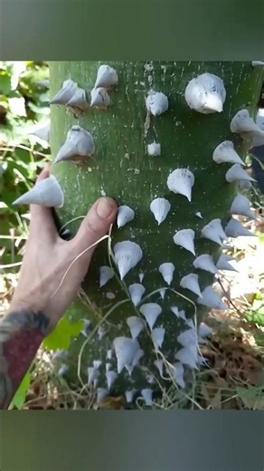 The Dynamite Tree: Earth’s Most Dangerous Tree