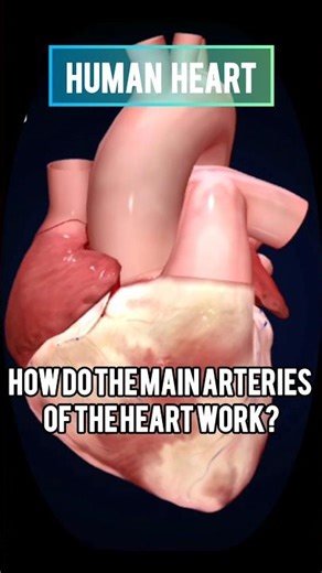 How do the main arteries of the heart work! #heart #arteries #shorts